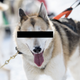 An unrelated dog, whose eyes have been obscured to protect its identity. Photo: Thomas Lohnes/Getty Images